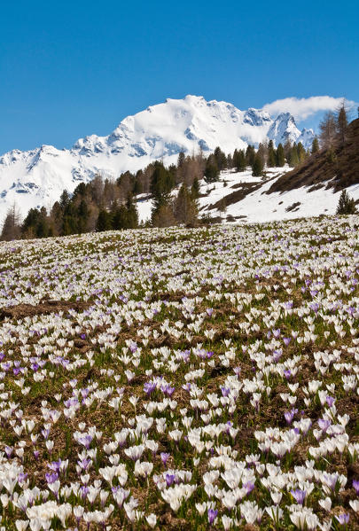 Piazzi peak with, in the foreground, a flower's meadow of crocus in springtime, Vezzola valley, Valdidentro, Valtellina, Lombardy
