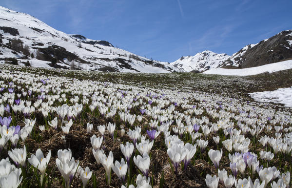 Crocus in bloom, at springtime. Vezzola valley, Valdidentro, Valtellina, Lombardy, Italy.