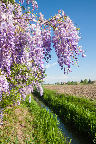 Spring flowering wisteria sinensis. Verona countryside - Veneto