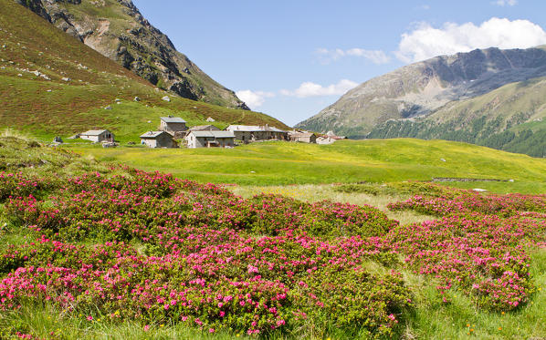 Summer flowering in Rezzalo valley into Stelvio National Park. Valtellina, Lombardy, Italy