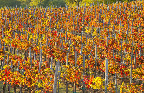 Europe, Italy, Veneto. Rows of vines in autumn