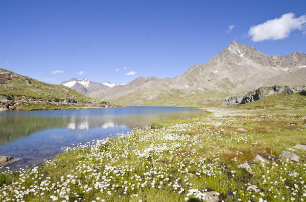 Summer blooming at Gaviapass in Bianco lake with its clear blue water. Gaviapass, Sondrio district, Lombardy, Italy