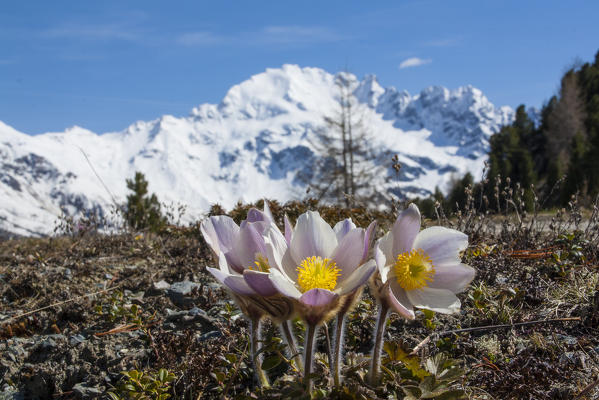 Alpin flowers between the mountains of Valtellina.  Valdidentro - Lombardy - Italy