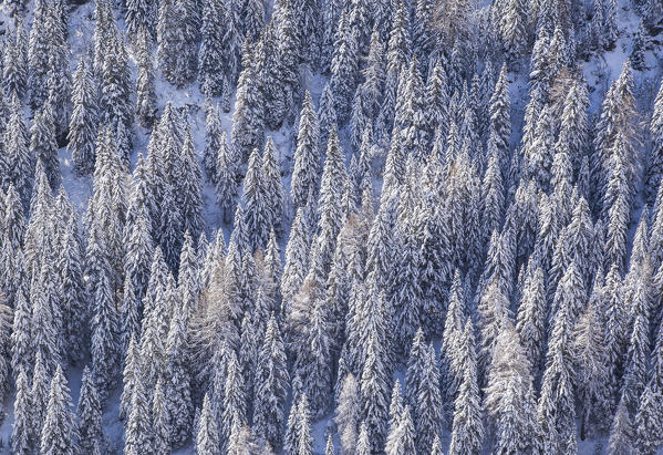 Un bosco di Abeti innevato. Valtellina, Lombardy, Italy