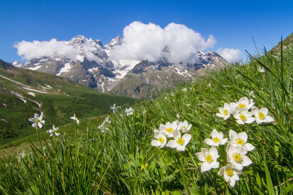 Blooming anemones on edge Narciso at Col du Galibier in summer, French Alps, France