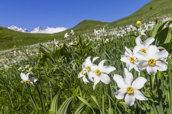 Narcissus flowering at col du Galibier in France. Galibier pass, Briancon, France, Europe