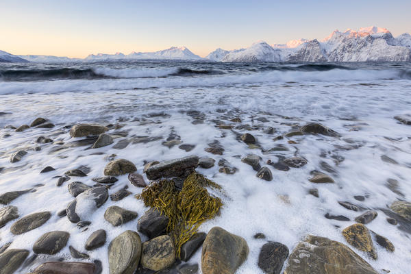 Bunch of heart-shaped seaweed on a beach overlooking the Lyngen Alps. Hammarvika, Lyngenfjord, Lyngen Alps, Troms, Norway, Lapland, Europe.