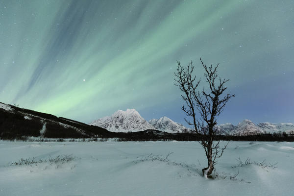 Aurora Borealis illuminates the landscape with views of the Lyngen Alps. Svensby, Ullsfjorden, Lyngen Alps, Troms, Norway, Lapland, Europe.