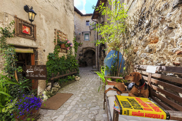 Dog rests on a bench at the exit of a craft shop at Santo Stefano di Sessanio, Abruzzo, Italy.