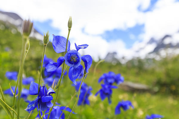 Alpine Aquilegia. Veny Valley, Courmayeur, Aosta Valley, Italy, Europe