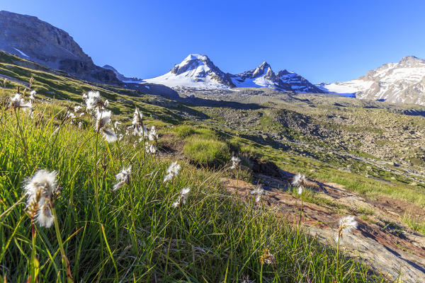 Flowering cotton grass in the Gran Paradiso group. Valsavarance, Gran Paradiso National Park, Aosta Valley, Italy, Europe