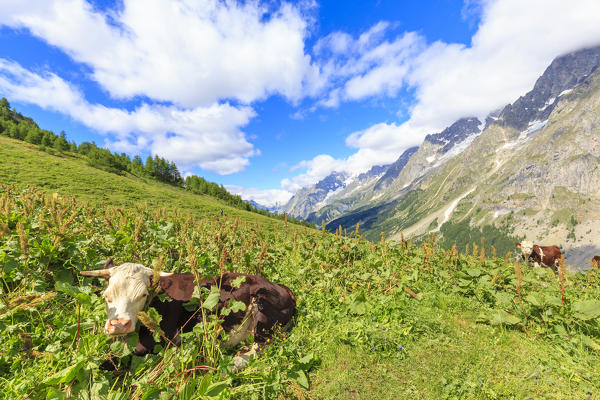Cows grazing in Ferret Valley. Bonatti Hut, Ferret Valley, Courmayeur,  Aosta Valley, Italy, Europe