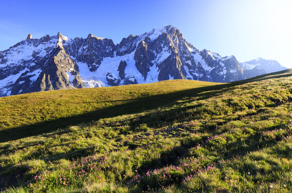 Light shining on a flowered meadow in front of Grandes Jorasses. Mont de la Saxe, Ferret Valley, Courmayeur, Aosta Valley, Italy, Europe
