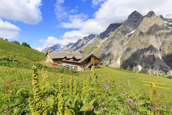 Summer flowering at Bonatti Hut. Bonatti Hut, Ferret Valley, Courmayeur, Aosta Valley, Italy, Europe