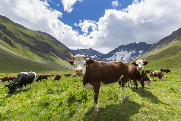 Cows grazing in Malatrà Valley. Malatrà Valley, Ferret Valley, Courmayeur, Aosta Valley, Italy, Europe