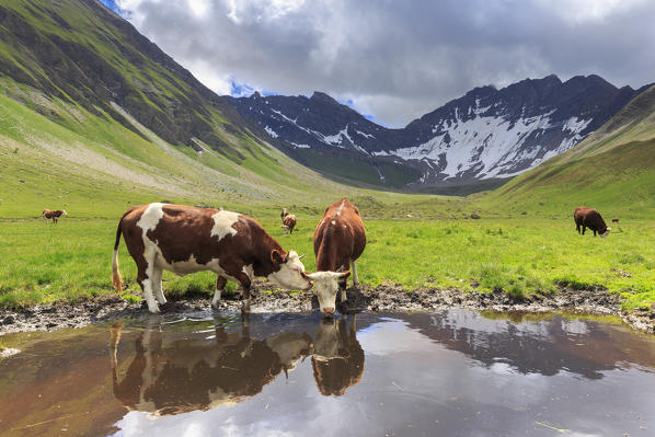 Cows drink in a puddle in the Malatrà Valley. Malatrà Valley, Ferret Valley, Courmayeur, Aosta Valley, Italy, Europe