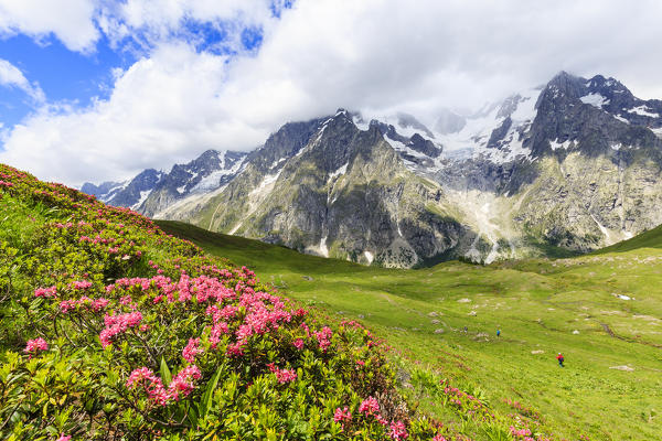 Blossoming of rhododendrons with transit of hikers. Malatrà Valley, Ferret Valley, Courmayeur, Aosta Valley, Italy, Europe