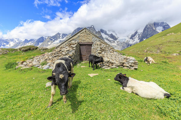 Grazing calves. Malatrà Valley, Ferret Valley, Courmayeur, Aosta Valley, Italy, Europe
