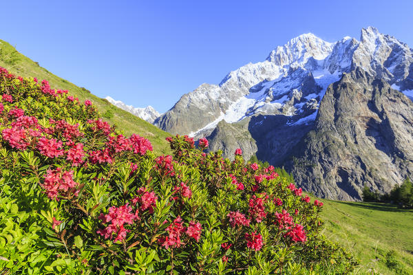 Rhododendrons in bloom in front of Mont Blanc. Veny Valley, Courmayeur, Aosta Valley, Italy, Europe