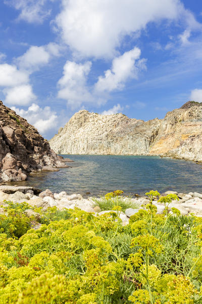 Yellow flowers at Cala Fico Beach, San Pietro Island, Sud Sardegna province, Sardinia, Italy, Europe.
