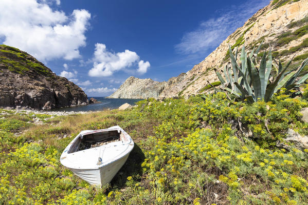 White boat between yellow flowers at Cala Fico Beach, San Pietro Island, Sud Sardegna province, Sardinia, Italy, Europe.