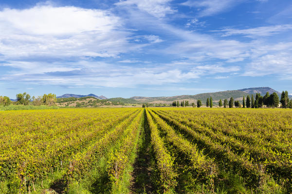 Sardinian vineyards in the autumn. Piscinas, Sud Sardegna province, Sardinia, Italy, Europe.