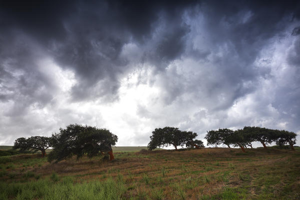 Curved cork trees during storm. Gonnesa, Sud Sardegna province, Sardinia, Italy, Europe.
