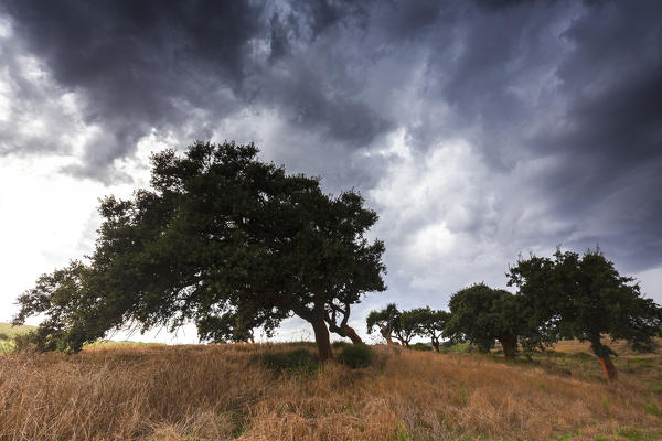 Curved cork trees during storm. Gonnesa, Sud Sardegna province, Sardinia, Italy, Europe.