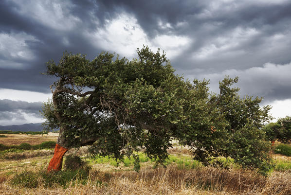Curved cork tree during storm. Gonnesa, Sud Sardegna province, Sardinia, Italy, Europe.