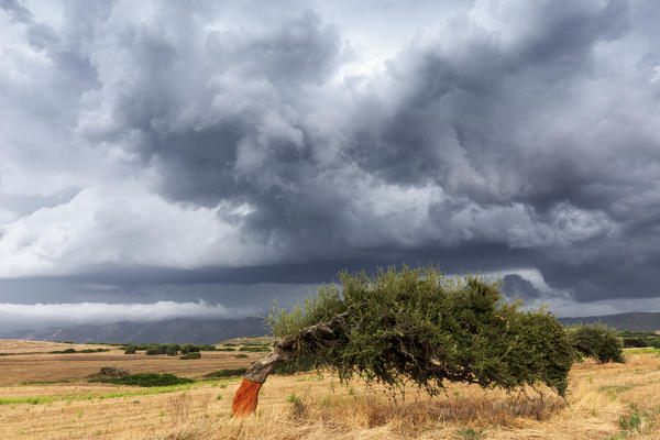 Curved cork trees during storm. Gonnesa, Sud Sardegna province, Sardinia, Italy, Europe.