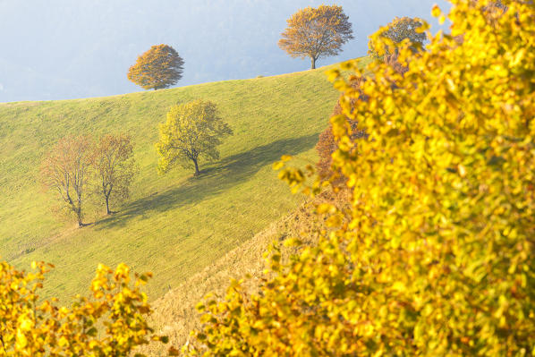 Vision of trees in Autumn (Mendrisio district, Canton of Ticino, Switzerland) from Bisbino mount (Como province, Lombardy, Italy), Europe