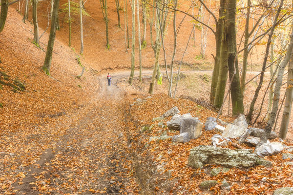 Mother with daughter on her shoulder walks along woods of the Intelvi valley, Lanzo d'Intelvi, Como province, Lombardy, Italy, Europe (MR)
