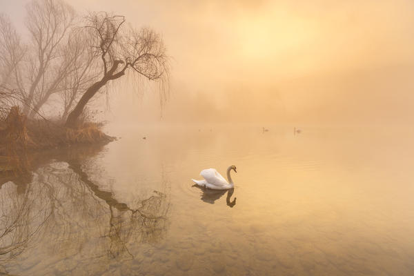 Sunrise on Adda river with swan, Brivio, Lecco province, Brianza, Lombardy, Italy, Europe