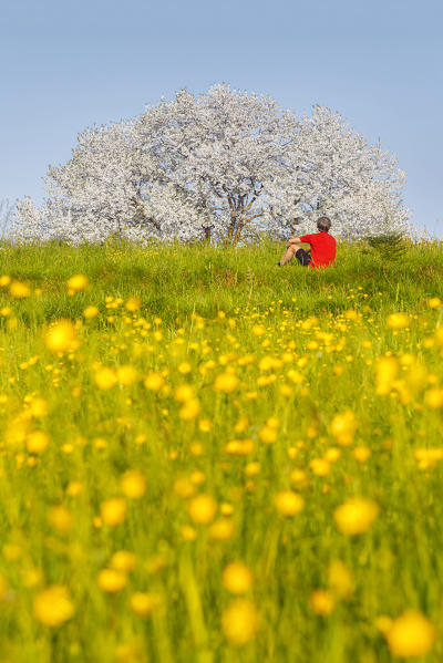 The biggest cherry tree in Italy in a spring time, Vergo Zoccorino, Besana in Brianza, Monza and Brianza province, Lombardy, Italy, Europe (MR)