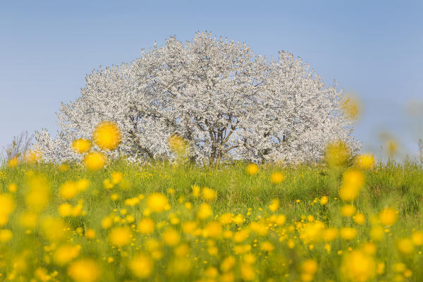 The biggest cherry tree in Italy in a spring time, Vergo Zoccorino, Besana in Brianza, Monza and Brianza province, Lombardy, Italy, Europe