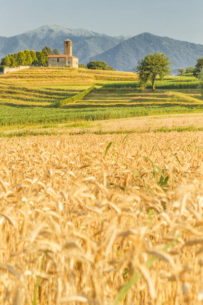 Wheat fields and San Martino church, Garbagnate Monastero, Lecco province, Brianza, Lombardy, Italy, Europe
