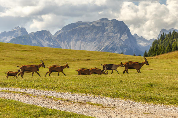 Flock of goats cross the Non valley, Brenta group, Cles, Trento province, Trentino Alto Adige, Italy, Europe