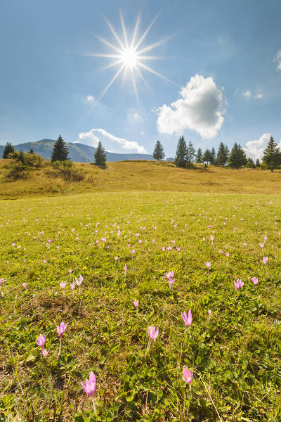 Summer flowering of Crocus, Cles, Non valley, Trento province, Trentino Alto Adige, Italy, Europe