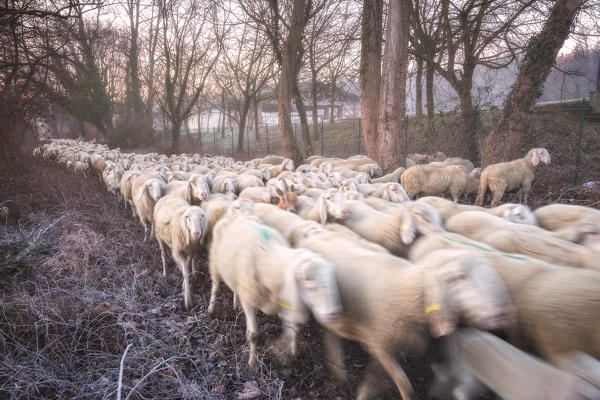 Flock of sheep crosses path of Adda nord park, Brivio, Lecco province, Lombardy, Italy, Europe