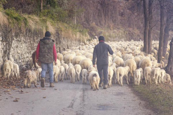 Flock of sheep crosses path of Adda nord park with shepherd, Brivio, Lecco province, Lombardy, Italy, Europe