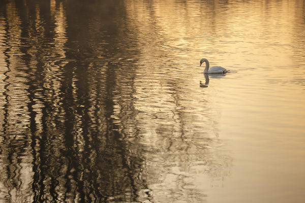 A swan swims in the Adda river, Brivio, Lecco province, Lombardy, Italy, Europe