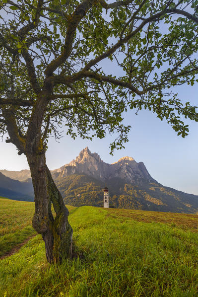 Solitary tree frame the Sciliar Dolomites, San Valentino church, Siusi Allo Sciliar, Castelrotto, Bolzano province, South Tyrol, Trentino Alto Adige, Italy, Europe (MR)