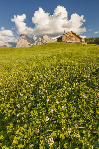 Summer flowers on Alpe di Siusi/Seiser Alm, Sassolungo and Sassopiatto Dolomites, South Tyrol, Bolzano province, Trentino Alto Adige, Italy, Europe