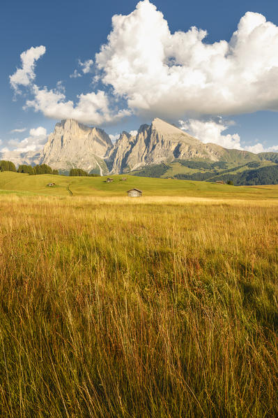 Alpe di Siusi/Seiser Alm, Sassolungo and Sassopiatto Dolomites, South Tyrol, Bolzano province, Trentino Alto Adige, Italy, Europe