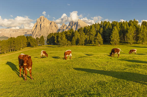 Cows pasture, Alpe di Siusi/Seiser Alm, Sassolungo and Sassopiatto Dolomites, South Tyrol, Bolzano province, Trentino Alto Adige, Italy, Europe