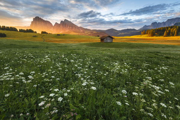 Sunrise on Alpe di Siusi/Seiser Alm with Wild Carrot (Daucus Carota) flowers, Sassolungo and Sassopiatto Dolomites, South Tyrol, Bolzano province, Trentino Alto Adige, Italy, Europe