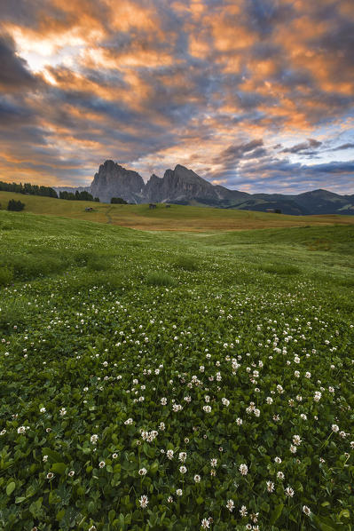 Sunrise on Alpe di Siusi/Seiser Alm with summer flowers, Sassolungo and Sassopiatto Dolomites, South Tyrol, Bolzano province, Trentino Alto Adige, Italy, Europe