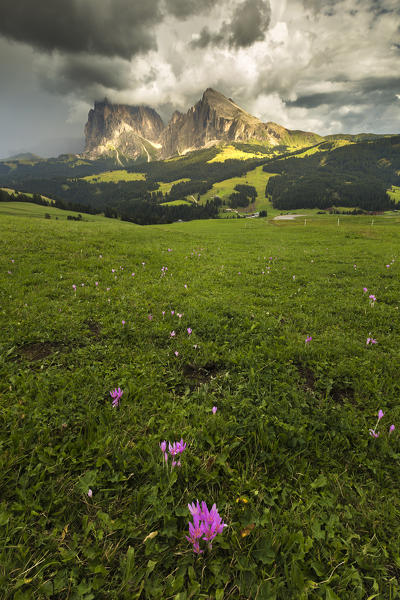 Summer crocus, Alpe di Siusi/Seiser Alm, Sassolungo and Sassopiatto Dolomites, South Tyrol, Bolzano province, Trentino Alto Adige, Italy, Europe