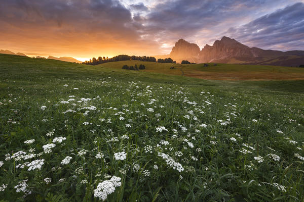 Sunrise on Alpe di Siusi/Seiser Alm with Wild Carrot (Daucus Carota) flowers, Sassolungo and Sassopiatto Dolomites, South Tyrol, Bolzano province, Trentino Alto Adige, Italy, Europe