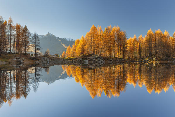 Ferrè piz and autumn larches reflected on Azzurro lake, Motta, Campodolcino, Sondrio province, Lombardy, Italy, Europe